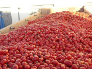قیمتوں کا بحران کم کرنے کیلیے ایران سے ٹماٹر درآمد کے سودے طے کر لیے گئے