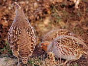 پنجاب میں غیر قانونی شکاریوں کیخلاف 125 سے زائد ایف آئی آرز درج