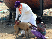 سگ گزیدگی اور حقوق سگاں