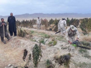 قلعہ عبداﷲ میں اے این ایف اور لیویز نے بھنگ کی فصل تلف کردی