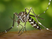 ڈینگی کے جان لیوا مرض کی افزائش