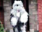 کتوں جیسی زندگی گزارنے کا خواہشمند امریکی 