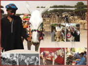 ٹنڈو غلام علی کی گدھا منڈی