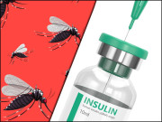 انسولین سے مچھروں کو بے ضرر بنایا جانا ممکن