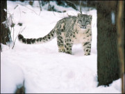 برفانی تیندوا جس کی بدولت ہزاروں بچے اسکول پہنچ سکے