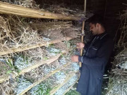 پنجاب میں ریشم کے کیڑے پالنے والے خاندانوں قرض حسنہ اور بیج فراہم کرنے کا فیصلہ