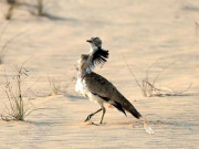 ایک ہزار ڈالر ادا کیجیے اور پنجاب میں تلور کا شکار کیجیے نوٹی فکیشن جاری