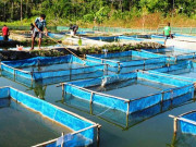 پنجاب میں غذائی ضروریات پوری کرنے کیلیے فش فارمنگ کے نئے منصوبے کا آغاز