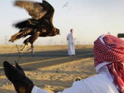 قطری شہزادوں کی شکارکے لیے آمد کیمپ لگانے کا کام جاری