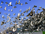 قیمتی کبوتروں کی سرحد پار اڑانوں سے کبوتر باز پریشان