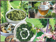 بچھو بوٹی کے حیران کن فوائد