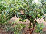 کاشتکاروں کو بنجر زمینوں پر بیماریوں سے پاک پھلوں کے باغ تیار کرکے دینے کا منصوبہ