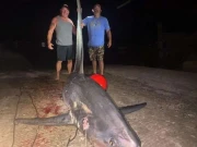 امریکا میں مچھیروں نے 16 فٹ کی شارک پکڑ کر نیا ریاستی ریکارڈ قائم کردیا