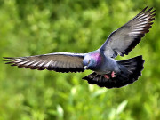 کبوتر بازی بھی ڈوپنگ اسکینڈل کی زد میں