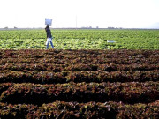 کھادوں کا غیر متوازن استعمال زمین کی پیداواری صلاحیت کم ہونے لگی