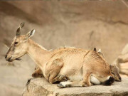 پنجاب میں معدومی کا شکار جنگلی حیات کی افزائش میں اضافہ