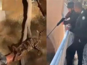 چڑیا گھر میں چیتے نے ایک شخص کو گردن سے دبوچ لیا ویڈیو وائرل