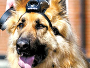 برطانیہ میں پولیس کے کتوں کو پنشن دی جائے گی