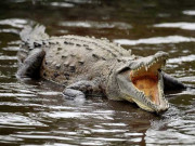  انڈونیشیا میں مگر مچھ نے خاتون پر حملہ کرکے ہلاک کردیا ایک خاتون لاپتہ