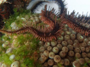 کیا آنکھوں کے بغیر دیکھنا ممکن ہے