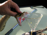 پاکستان زہر کی چار اقسام کے تریاق بنانے میں کامیاب