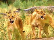 فنڈز کی عدم دستیابی لاہور سفاری زو میں نائٹ سفاری منصوبہ تعطل کا شکار