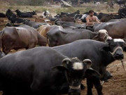 بھینسوں کے باڑے میں کام کرنیوالے گوالوں کی رجسٹریشن شروع