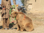 پنجاب میں بھورے ریچھ کو پکڑنا غیر قانونی قرار