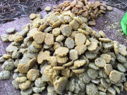 پنجاب میں گُڑ اور شکر کی تیاری کا روایتی طریقہ آج بھی رائج