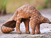 پاکستان میں پینگولین کی افزائش میں اضافہ