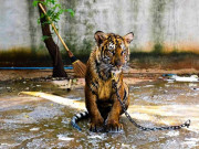 جانوروں اور پرندوں کے غیرقانونی بریڈنگ فارمز کیخلاف کارروائی کا فیصلہ