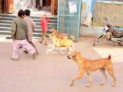 سندھ بھر میں کتوں کی بہتات کتا پکڑو مہم ناکام