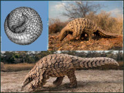 پینگولِن۔۔۔ایک حیرت انگیز جانور