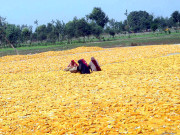 مکئی کے کاشتکارہائی برڈبیج استعمال کریں زرعی ماہرین