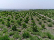 10بلین ٹری منصوبہ ابتدائی مرحلے کے لیے مزید سوا 2 ارب روپے جاری