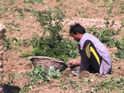 بڑھتی مہنگائی نے کاشتکاروں کی کمر بھی توڑدی