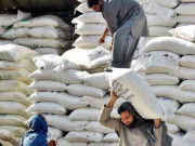 وزیراعظم نے گندم بحران پر تحقیقاتی کمیٹی قائم کردی