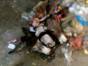 کراچی میں ذبح گدھوں کے سر اور آلائشیں برآمد
