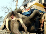 کلکتہ تیز رفتار ٹرین کی ٹکر سے سات ہاتھی ہلاک