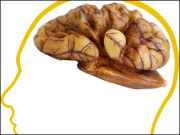 اخروٹ کھانے سے دماغی صلاحیتیں بھی جوان