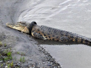 انڈونیشیا میں مگرمچھ کے گلے میں پھنسے ٹائر کو نکالنے پر انعام کا اعلان