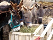 پاکستان میں گدھوں کی گنتی مکمل، پنجاب تمام صوبوں پر بازی لے گیا