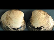 507 سالہ گھونگا تحقیق کے دوران حادثاتی طور پر مرگیا