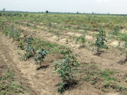 گرین پاکستان پروگرام پنجاب میں تین بڑے منصوبے شروع کرنےکا اعلان