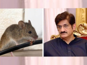 سندھ اسمبلی وزیراعلیٰ کے چیمبر میں چوہوں کے ڈیرے