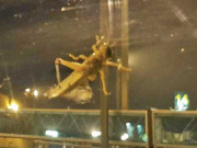 ٹڈی دل کے خاتمہ کے لیے عملی اقدام کی ضرورت