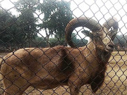 لاہورمیں بن بلائے بھارتی جانوروں کی پرورش اور افزائش