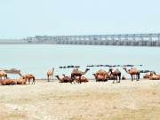 دریائے سندھ پر آبی منصوبے کے حوالے سے عالمی بینک مایوس