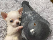 معذور کبوتر اور کتے میں انوکھی دوستی