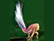 امریکا میں گڑیا نما کیڑا دریافت